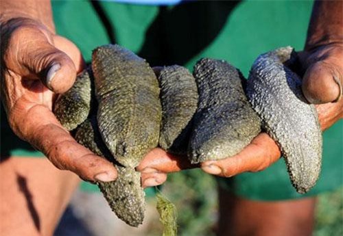 Quảng Ngãi: Nuôi loài "thần dược biển cả" trong đầm nước mặn