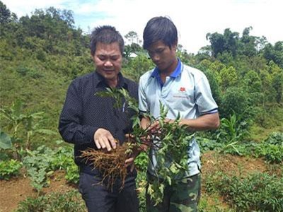 Kon Tum: V&#xF9;ng &#x111;&#x1EA5;t d&#xE2;n &#x111;&#x1ED5;i &#x111;&#x1EDD;i nh&#x1EDD; tr&#x1ED3;ng b&#x1EA1;t ng&#xE0;n c&#xE1;c lo&#xE0;i s&#xE2;m qu&#xFD;