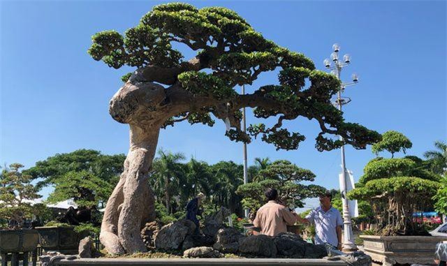 Ngắm "cụ" duối có giá 3,5 tỷ đồng