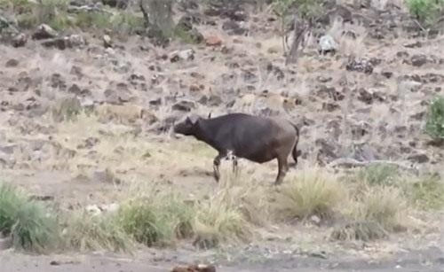 Trâu rừng thoát hiểm ngoạn mục trước đàn sư tử