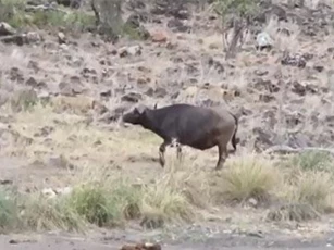 Trâu rừng thoát hiểm ngoạn mục trước đàn sư tử