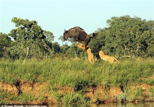 Vào lãnh địa sư tử đói, linh dương thoát chết ngoạn mục
