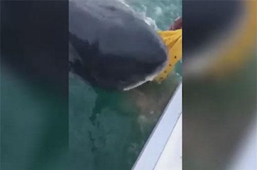 Choáng cảnh cá mập trắng khổng lồ trồi hẳn lên thuyền, ngấu nghiến đớp mồi