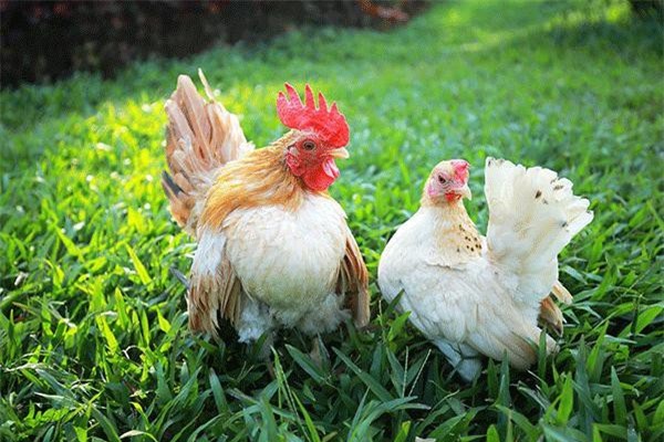 Đã mắt ngắm gà “thượng lưu” giá bạc triệu giữa lòng thủ đô