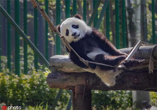 Cuộc sống thần tiên của gấu trúc khiến ai cũng "hờn chết người"