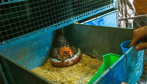  o trứng gà Serama bé và phôi yếu nên không thích hợp ấp bằng máy, do đó gà mẹ được cho tự ấp để tỷ lệ nở cao hơn.