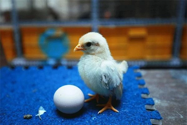  Mỗi quả trứng được anh bán cho các khách hàng người nước ngoài đặt trước với giá 200.000 đồng mỗi quả.