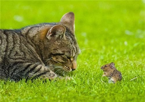 Phiên bản đời thật cực hài của Tom và Jerry gây sốt