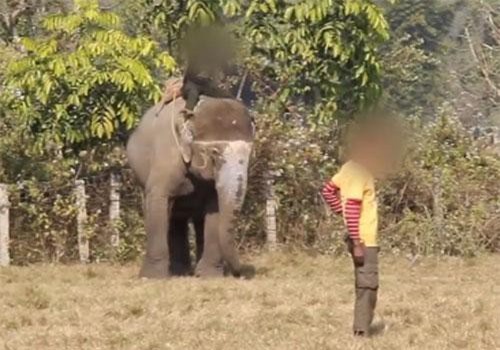 Phẫn nộ cảnh voi bị đánh đập dã man đến đổ máu để làm trò tiêu khiển