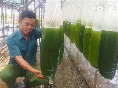 Thái Bình: Nuôi thứ nước xanh lè mà "rót" ra trăm triệu