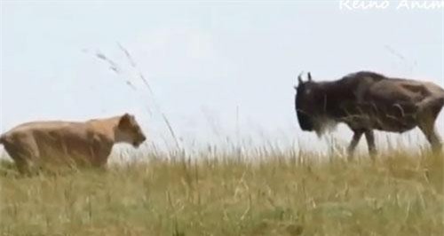 CLIP: Linh dương liều mạng chiến đấu với sư tử