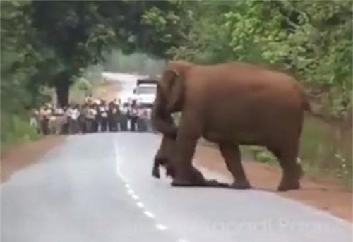 Bi thương cảnh voi mẹ mang xác con đi khắp nơi