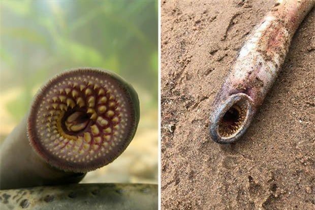 Sinh vật hút máu tồn tại trước cả khủng long tái xuất trên bờ biển Anh