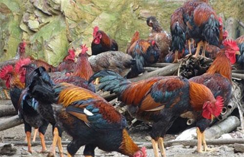 U70 xứ Lạng nuôi gà “chân dài” thu 500 triệu/năm