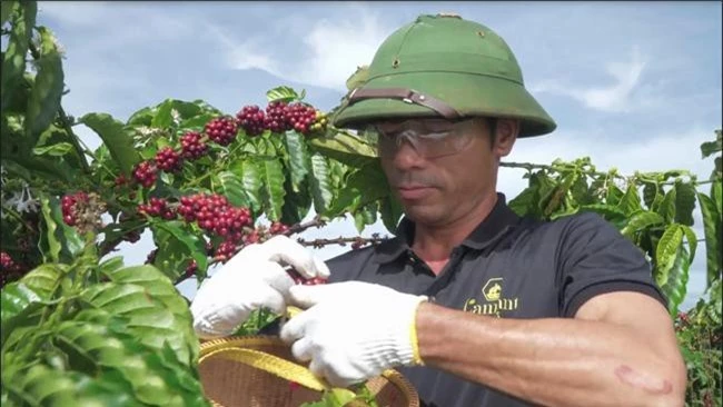 Công nhân đang thu hoạch cà phê tại trang trại cà phê Organic của Vĩnh Hiệp tại huyện Chư Sê, tỉnh Gia Lai (ảnh VH)