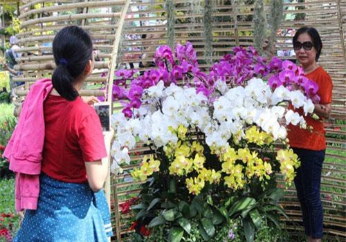 TPHCM: Giữa phố thị đông đúc nhất Việt Nam, vẫn có vườn lan thu 5 tỷ/năm