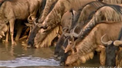 CLIP: Bị cá sấu dìm xuống nước, linh dương vẫn thoát chết ngoạn mục