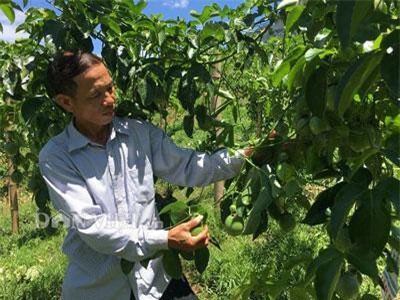 S&#x1A1;n La: C&#x1EF1;u c&#xE1;n b&#x1ED9; ngh&#x1EC9; h&#x1B0;u v&#x1EC1; tr&#x1ED3;ng chanh leo l&#xE3;i h&#xE0;ng tr&#x103;m tri&#x1EC7;u &#x111;&#x1ED3;ng