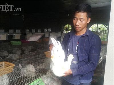 Ninh Bình: Bỏ lái xe về quê nuôi thỏ, lãi 20 triệu đồng mỗi tháng