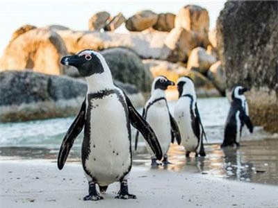 Cảnh hiếm vợ chồng chim cánh cụt nổi điên, tàn sát đồng loại