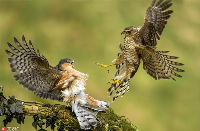 CLIP: Chim cắt hỏa mai chiến đấu kịch liệt để tranh chỗ đứng