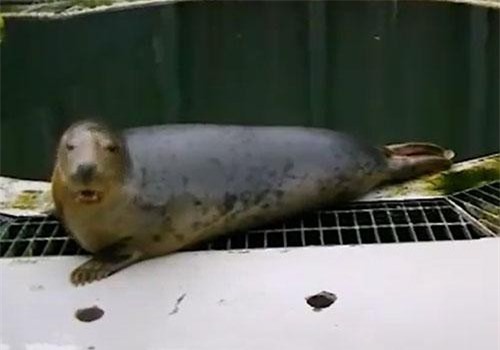 Hài hước nghe hải cẩu hát “Twinkle, Twinkle Little Star”