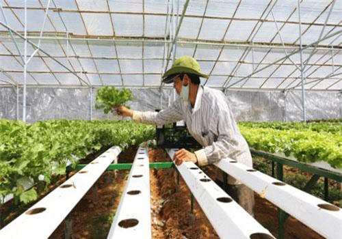 Lâm Đồng: Trồng rau thủy canh bán sang Hàn Quốc với giá 50.000 đồng/kg