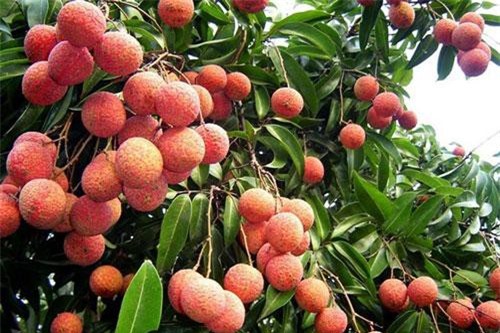 Vì sao nông sản ngoại có quyền đắt, nông sản Việt thì không?