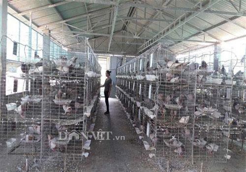 Hà Tĩnh: Xây lầu cho chim ở, mỗi tháng bỏ túi hơn 20 triệu đồng