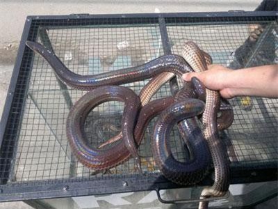 "Khóc thét" với lẩu rắn hổ hành – đặc sản chỉ có ở miền Tây sông nước