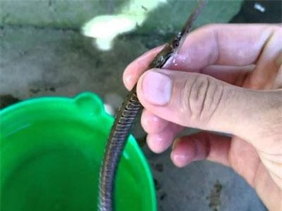 Khám phá về cá lìm kìm có nhiều ở ĐB sông Cửu Long