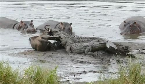 CLIP: Hà mã cứu linh dương thoát khỏi cá sấu