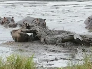 CLIP: Hà mã cứu linh dương thoát khỏi cá sấu