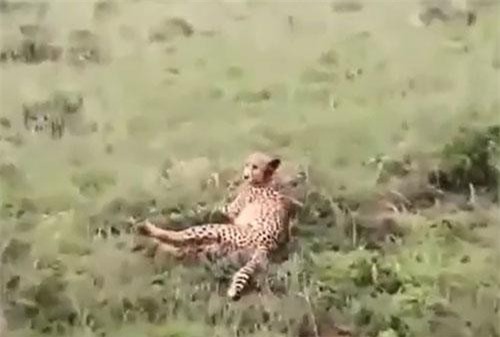 CLIP: Trận chiến đẫm máu giữa báo hoa mai và báo săn