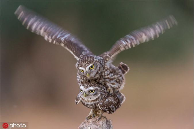 Khoảnh khắc kỳ lạ đôi cú "quan hệ" như biểu diễn xiếc