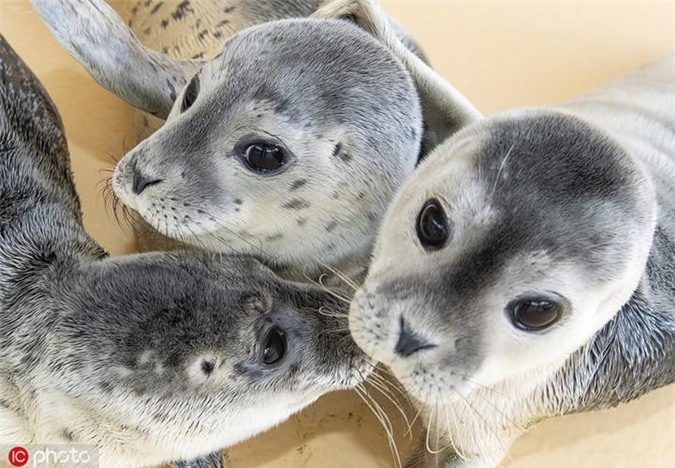 "Khóc hết nước mắt" ngắm ảnh hải cẩu mồ côi