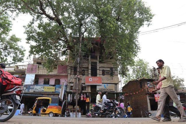 Lạ mắt ngôi nhà xây quanh thân cây khổng lồ 150 năm tuổi