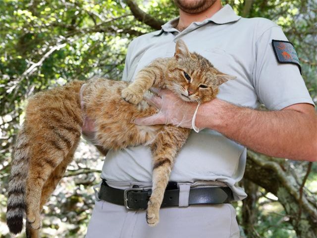 Phát hiện sinh vật bí ẩn “nửa cáo nửa mèo”