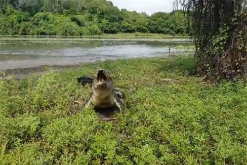 ‘Lạnh gáy’ trước cảnh cá sấu khổng lồ lao lên bờ cướp cá của cần thủ