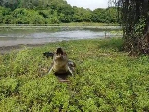 ‘Lạnh gáy’ trước cảnh cá sấu khổng lồ lao lên bờ cướp cá của cần thủ