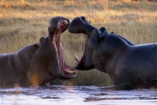 CLIP: Cận cảnh màn ‘thủy chiến’ ác liệt của 2 con hà mã