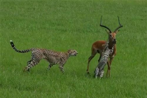 CLIP: Linh dương thoát chết thần kỳ trước vòng vây của 3 con báo