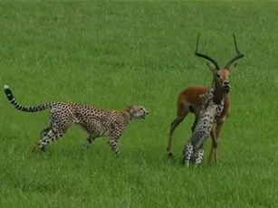 CLIP: Linh dương thoát chết thần kỳ trước vòng vây của 3 con báo