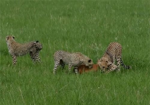 Linh dương giả chết khiến báo săn ‘nhận trái đắng’