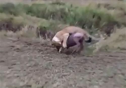 CLIP: Sư tử cái đoạt mạng linh dương đầu bò trong tích tắc