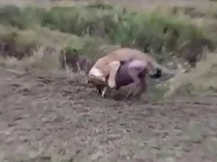 CLIP: Sư tử cái đoạt mạng linh dương đầu bò trong tích tắc