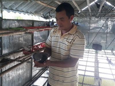 Lai Châu: Nuôi chơi chơi bồ câu lai Pháp, nhẹ nhàng bỏ túi gần 5 triệu/tháng