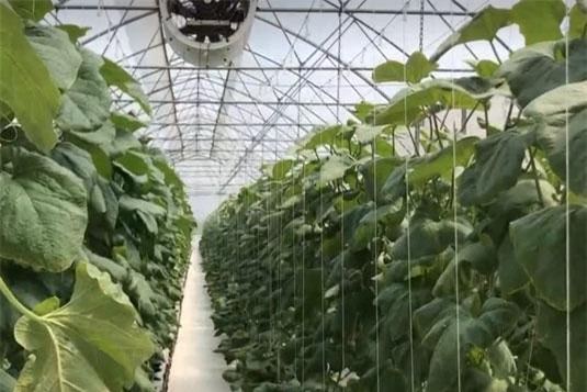 TP.HCM trồng dưa trên... 10 triệu tấn rác