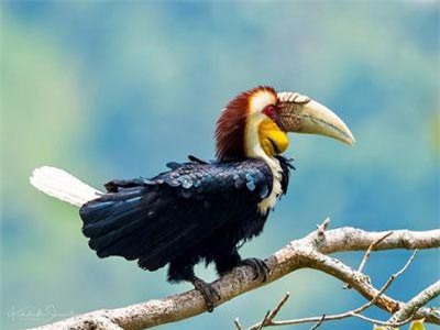 Độc đáo loài niệc mỏ vằn cực quý hiếm, tuyệt đẹp của VN