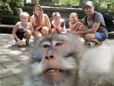 Khách chụp ảnh gia đình, khỉ “thành tinh” lao đến chiếm sóng